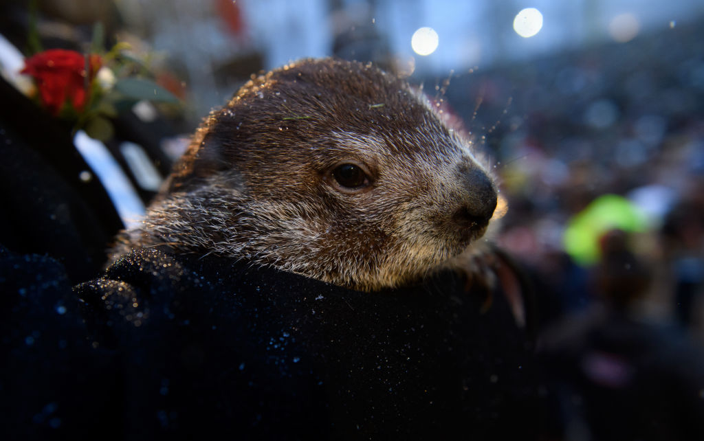 Punxsutawney Phil’s Twins Get Weather-Related Names — Sunny, Shadow 