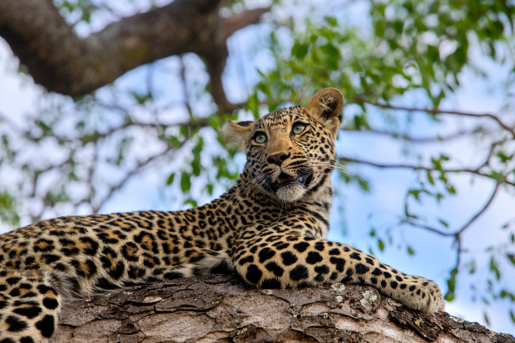 Zookeeper Mauled to Death After Leopard Escapes Enclosure
