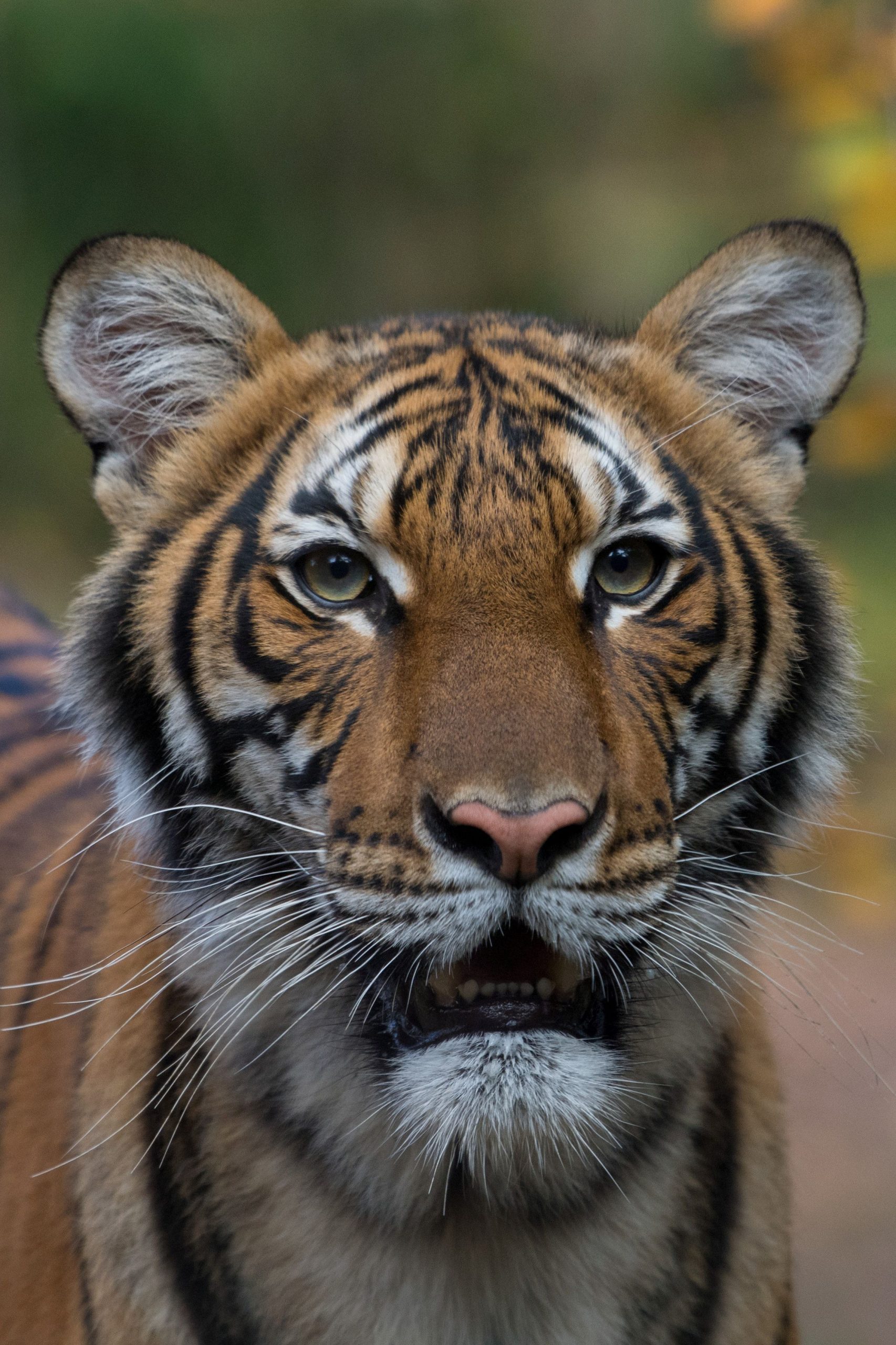 Bronx Zoo Tiger Tests Positive for Coronavirus