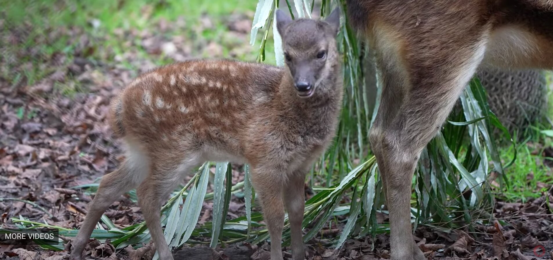 Rare Spotted Deer Born at England Zoo