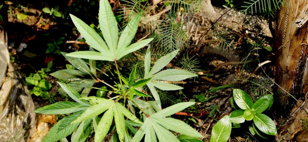 Weed Lobby Ramps Up Spending Ahead Of Major Legislation While Studies Show Drug Could Cause Major Health Problems