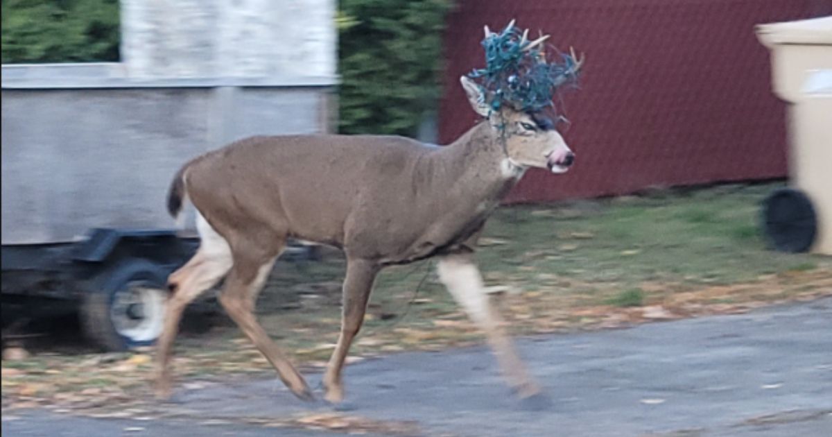 Department of Fish and Wildlife Officers See Green Tangle in Buck’s Antlers, Know They Need to Dart Him