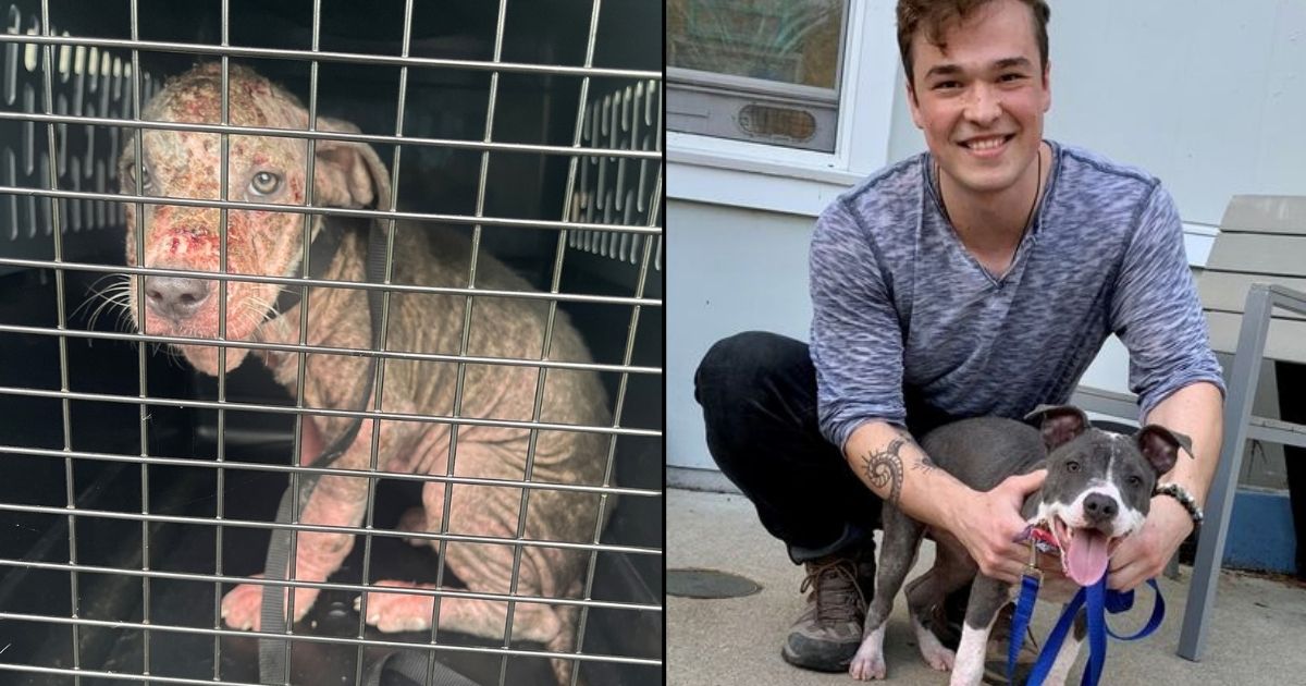 Starving, Sick Puppy Found in Middle of Busy Road Travels Over 1,300 Miles to Find New Home