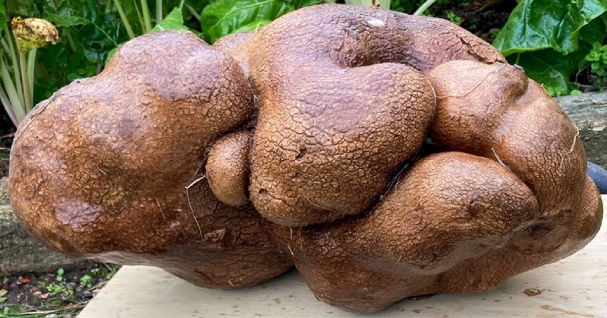 Couple Submits 17-Pound 'Potato' named 'Doug' to Guinness World Records, Then Gets Surprising Results