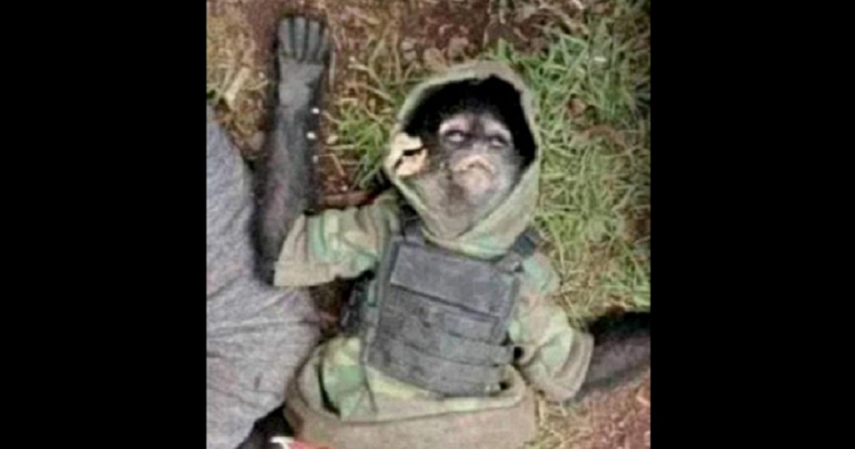 Monkey Killed During Cartel Shootout, 11 Gang Members Died Alongside the Armored Simian