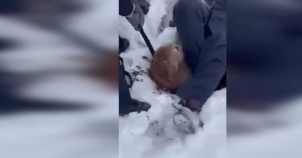 Labrador Alerts Owner to Missing Elderly Dog in Sinkhole; Firefighters Then Rescue Her from Pit