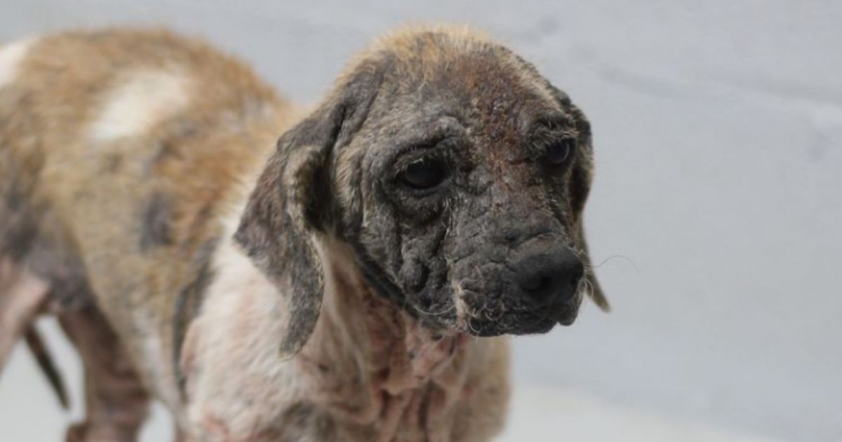 24 Dogs Rescued from Horrific Hoarding Situation, Found Living in Pens Littered with Feces and Skeletons