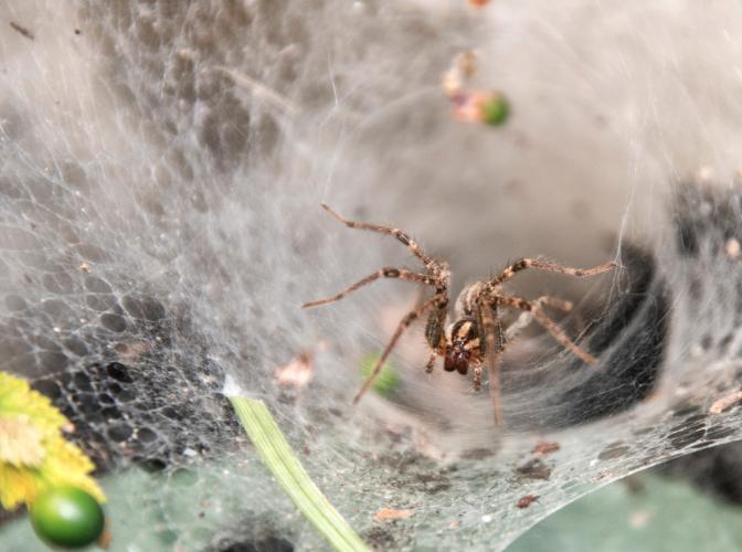 World’s Largest Spiderweb Has Been Discovered