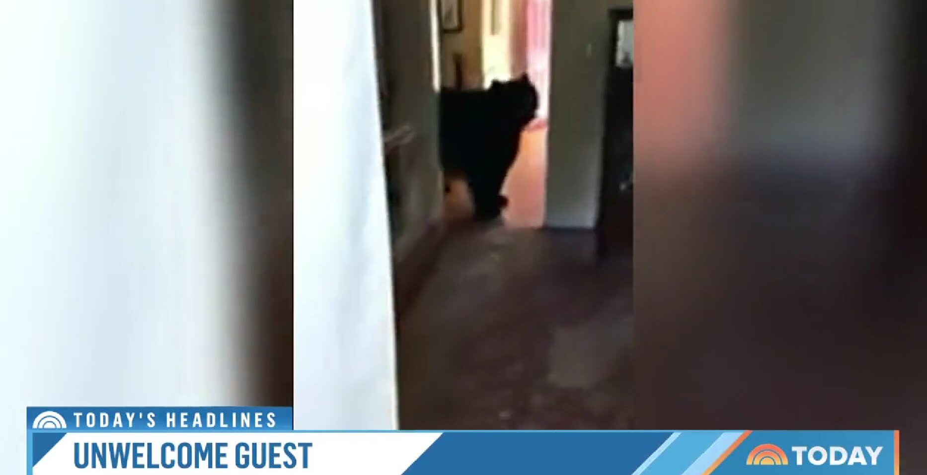 Connecticut Couple Faces Unwanted Visitor in Their Kitchen