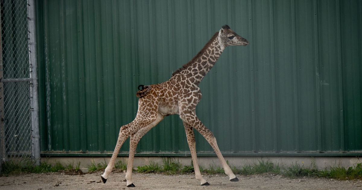 Ohio Zoo Welcomes 'Miracle Baby' Giraffe After Devastating Loss