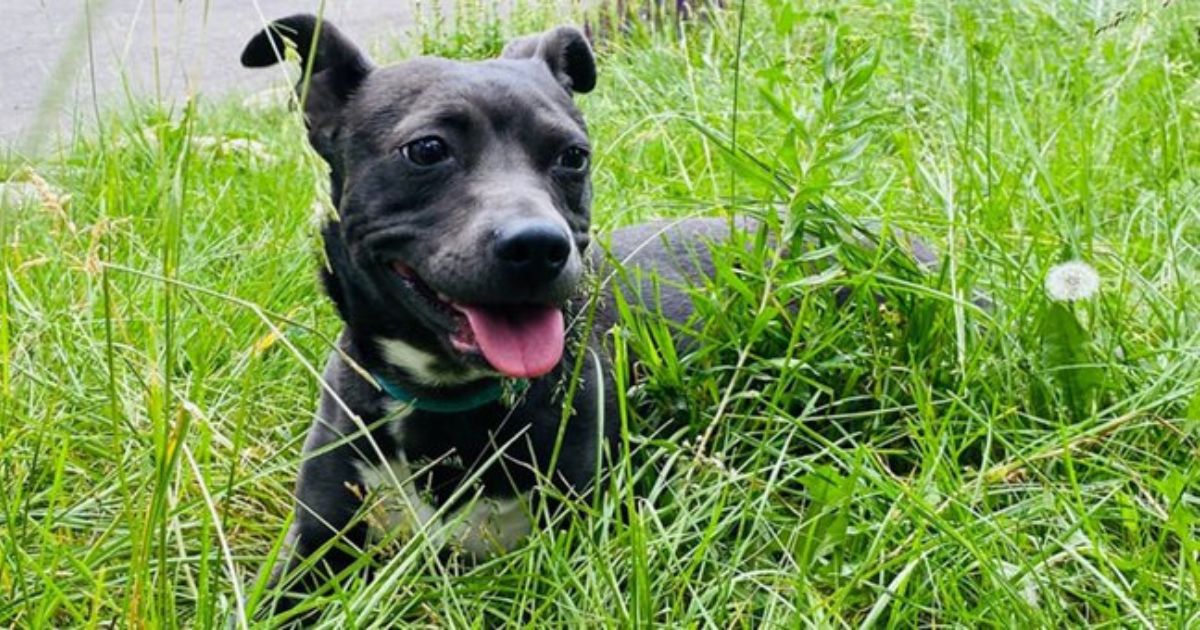 Hero Dog Named 'Lady' Dies Protecting Children from Mountain Lion Attack