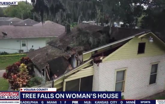 Do You Have a 'Zombie Tree' in Your Yard? FL Woman Wishes She Knew Earlier How to Identify Them