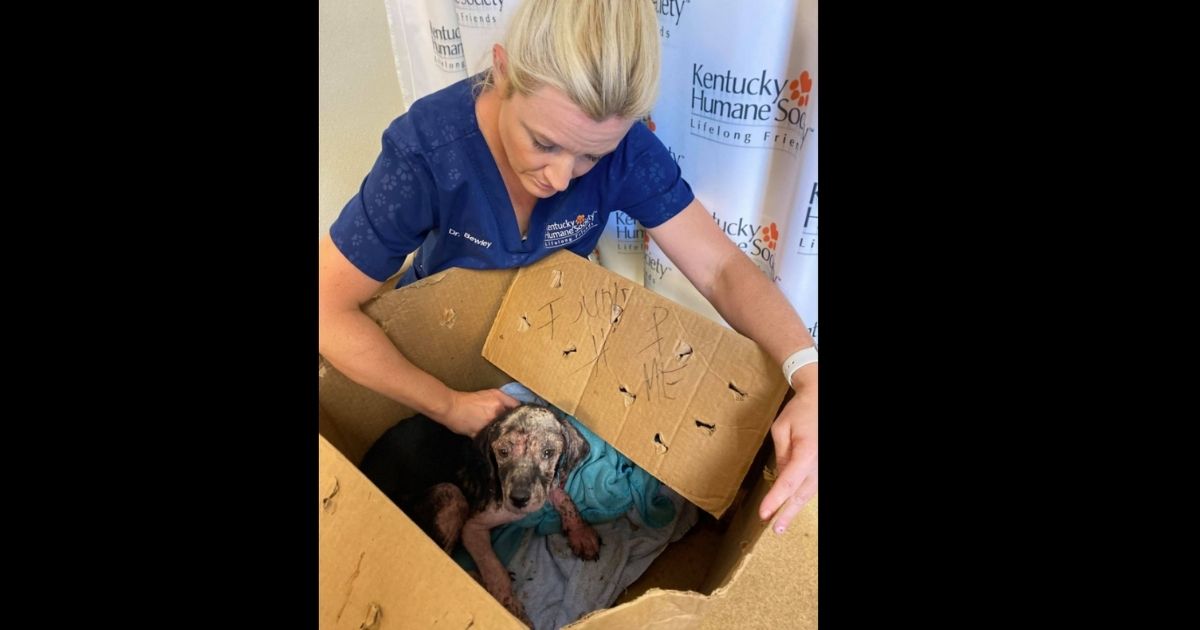 Look: Animal Shelter Staff Finds Box Abandoned Outside, Discovers Heartbreaking Message