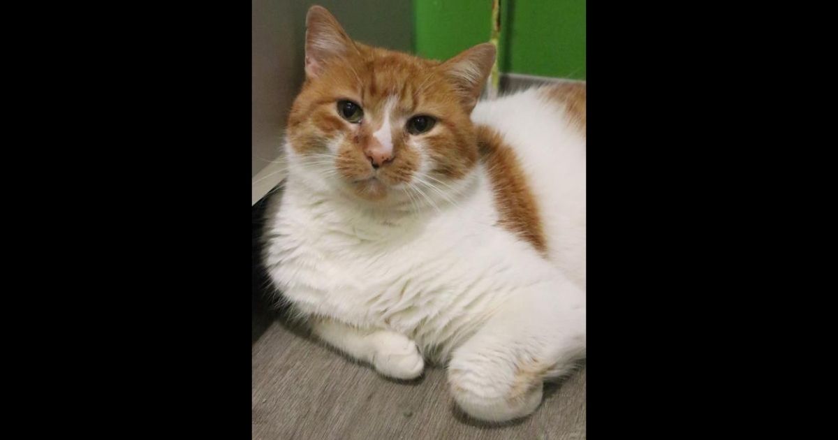 Furry Adoption Program Pairs Senior Cats with Senior Citizens Who 'Just Want Companionship'