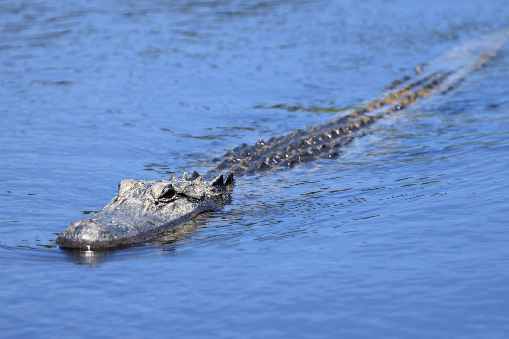 74-Year-Old Woman Fights 6-Foot Alligator in Crazy Rescue