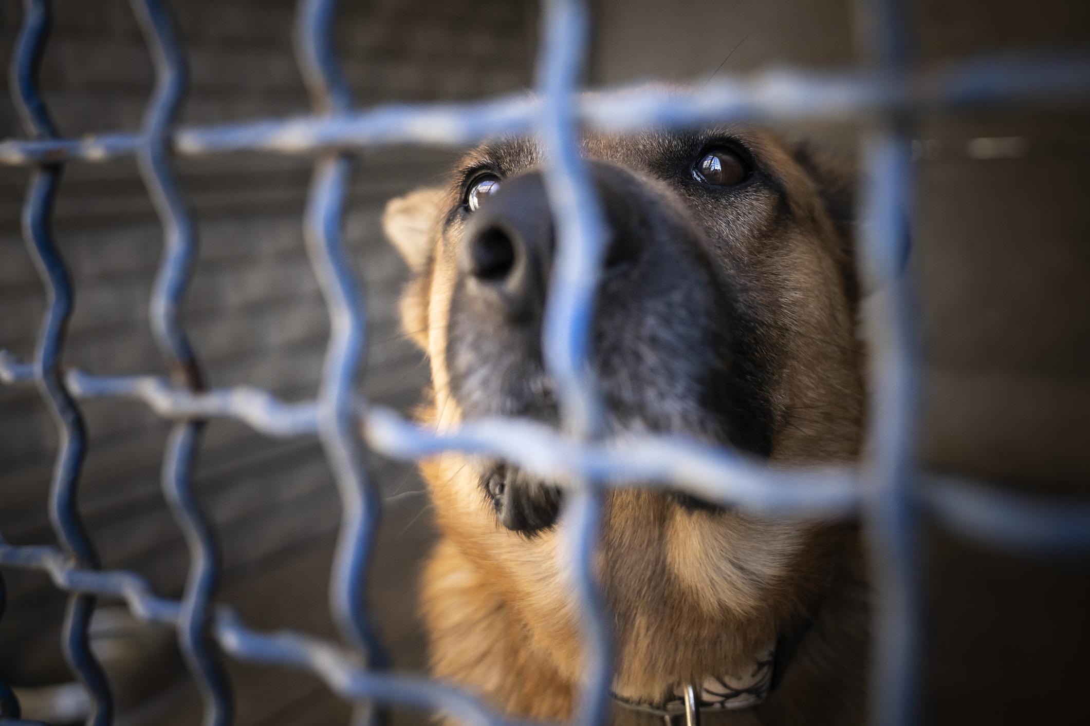 Group Rescues Town Pets As Residents Evacuate Due to Wildfires