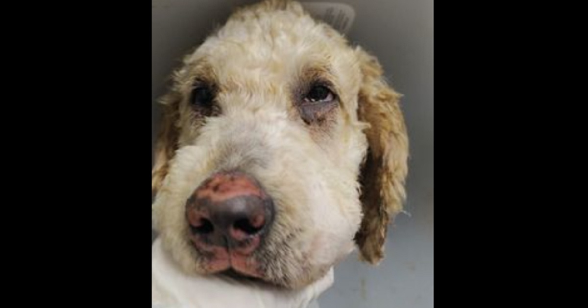 Dog Found Walking Down Road 'Engulfed In Flames,' Neighborhood Terrified
