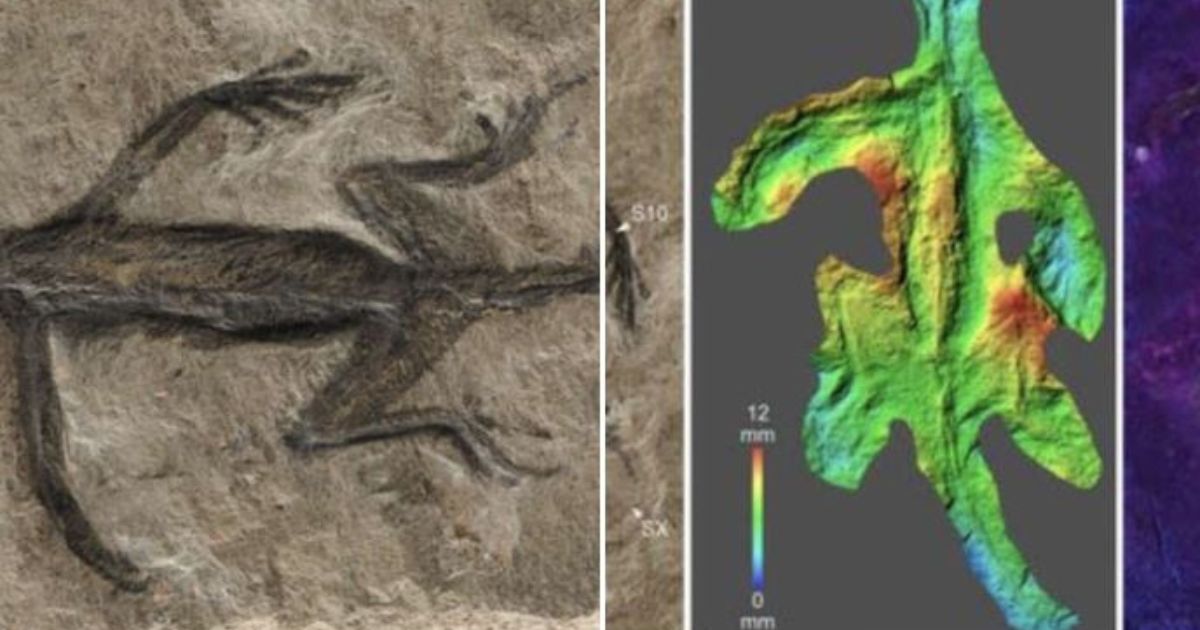 Paleontologists Just Took a Closer Look at Renowned Fossil from 1930s, Realize Science Has Been Fooled for Nearly a Century