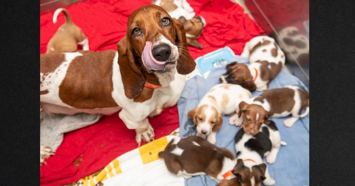 Happy Ending for Basset Hound Family of 12 after Mom is Found Emaciated with Her Mouth Zip-Tied Shut