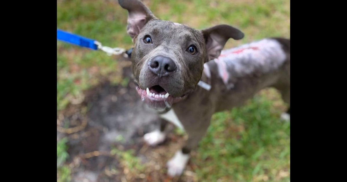 Dog Finally Finds Loving Family After Suffering Chemical Burns and Being Thrown from a Truck