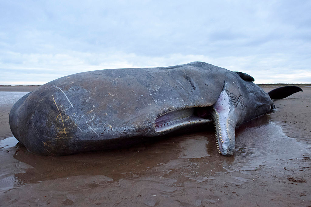$250K Discovery Found Inside Beached Whale – It’s Estimated Only 1% Are Capable of This