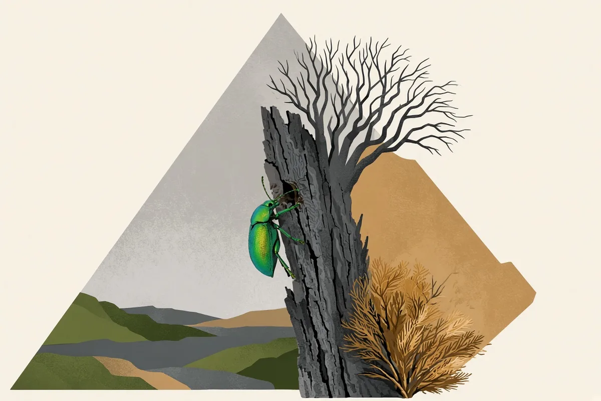 Emerald Ash Borer Detected on Both Sides Washington