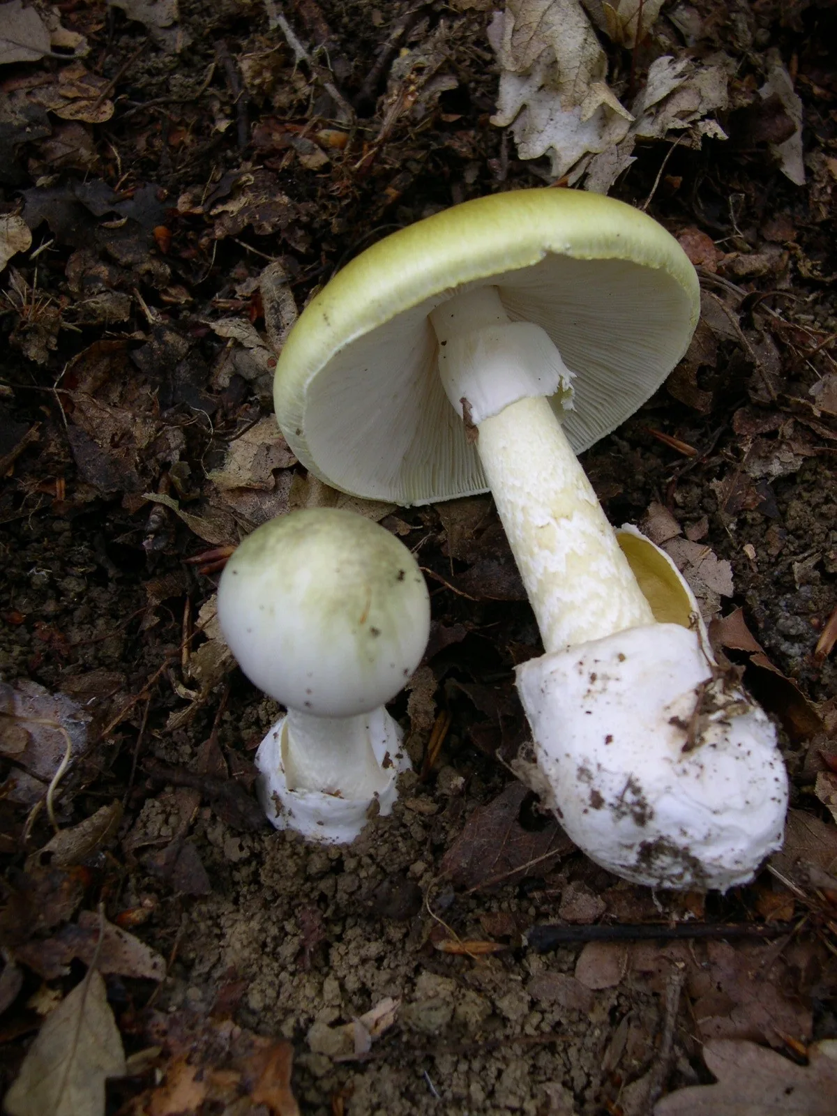 Australian mushroom murderer Erin Patterson loses appeal bid