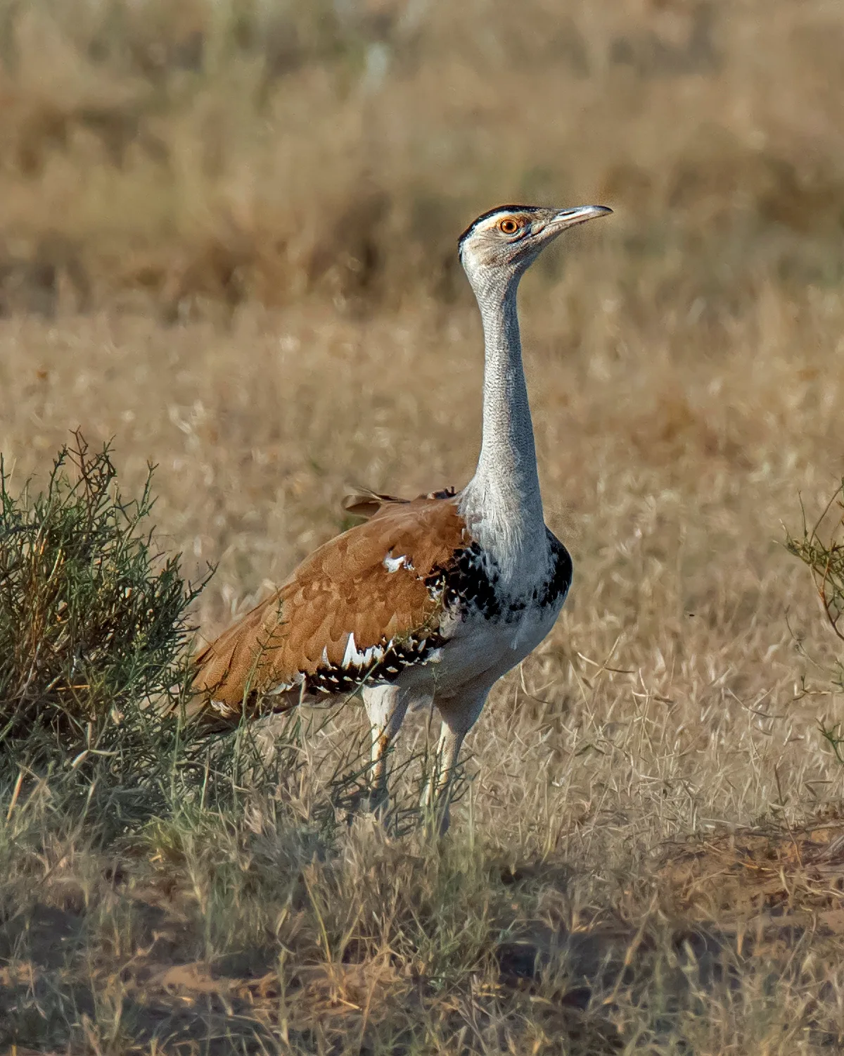 India Releases Four Great Indian Bustards Into Wild