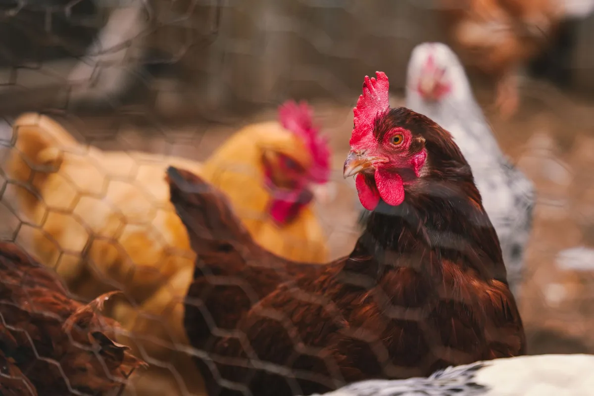 Newcastle case in Brazil prompts China and Mexico to restrict poultry imports