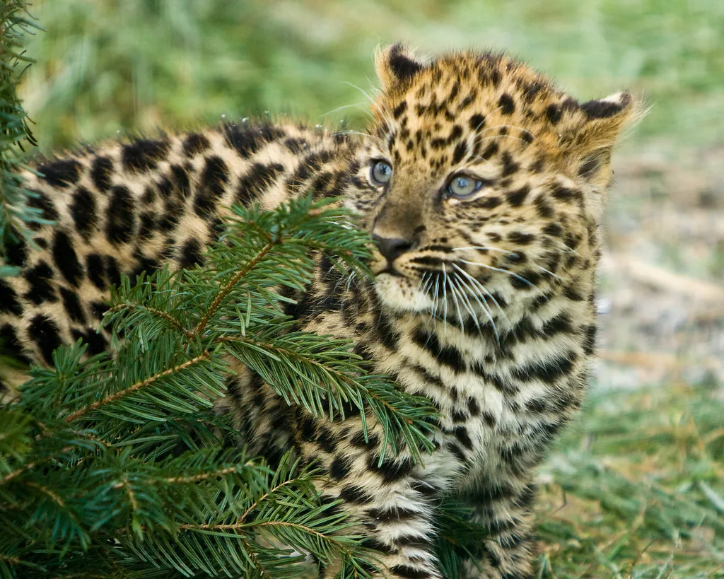 Potawatomi Zoo Welcomes Endangered Amur Leopard Cub