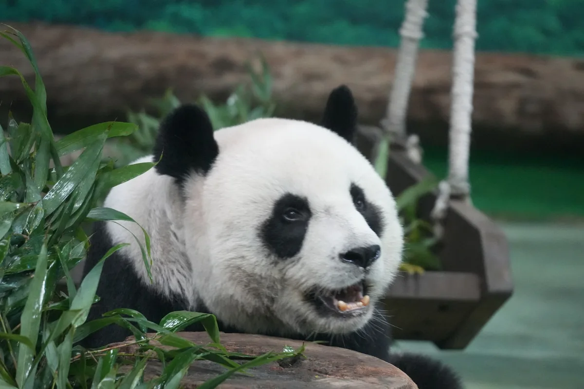 China to Send Pandas to Atlanta Within Days