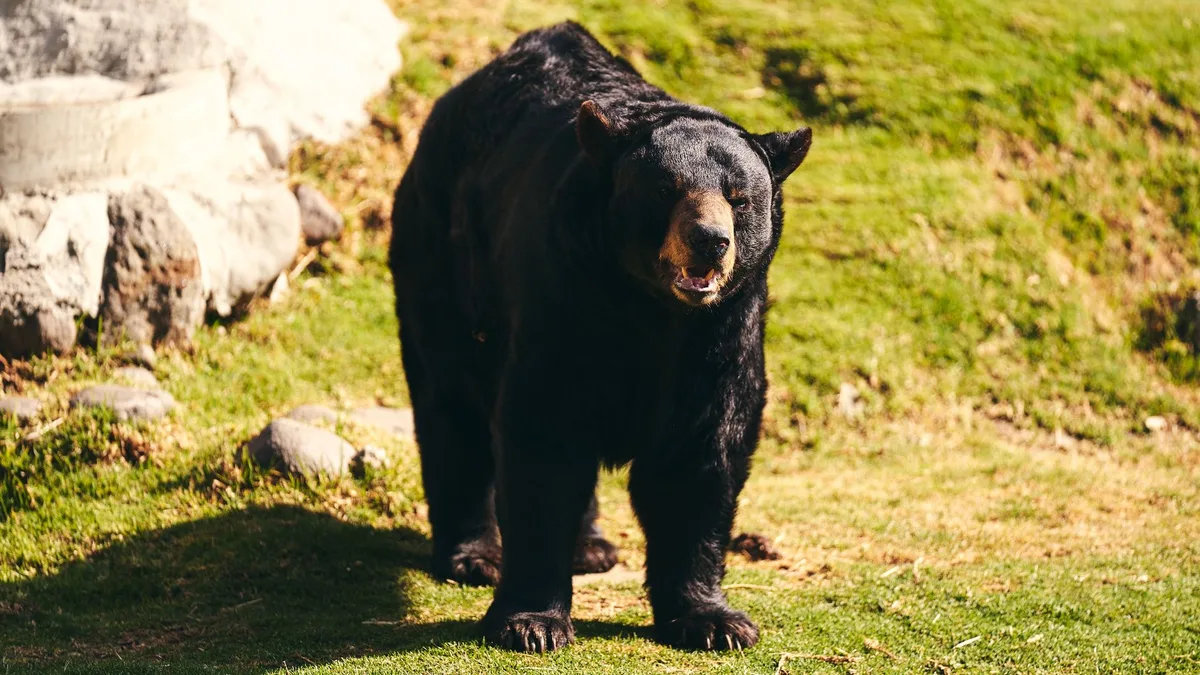 Bear Sighting Prompts University of Montana Alert