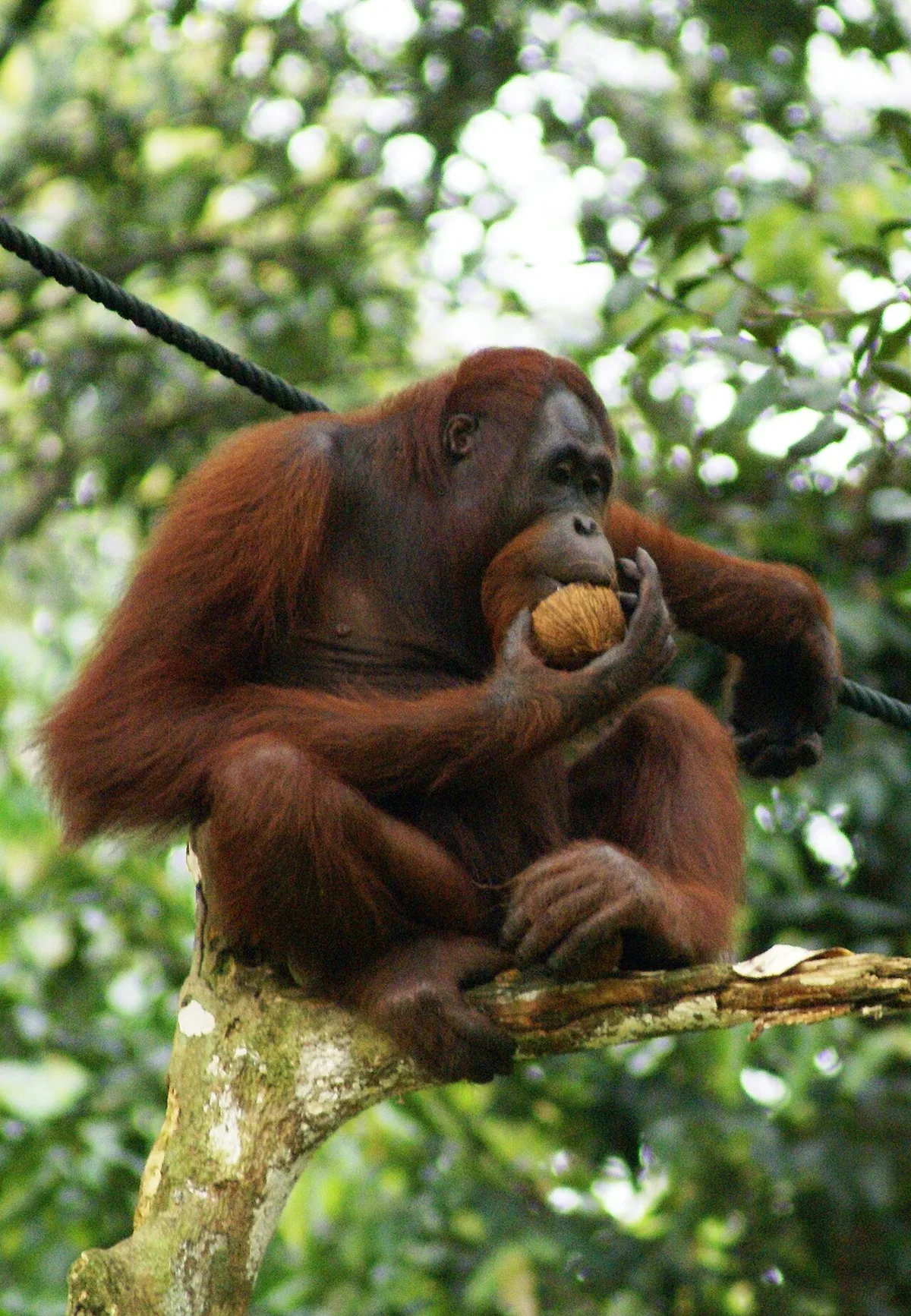 Five Baby Orangutans Found Far From Home Highlight India's Ape Trade