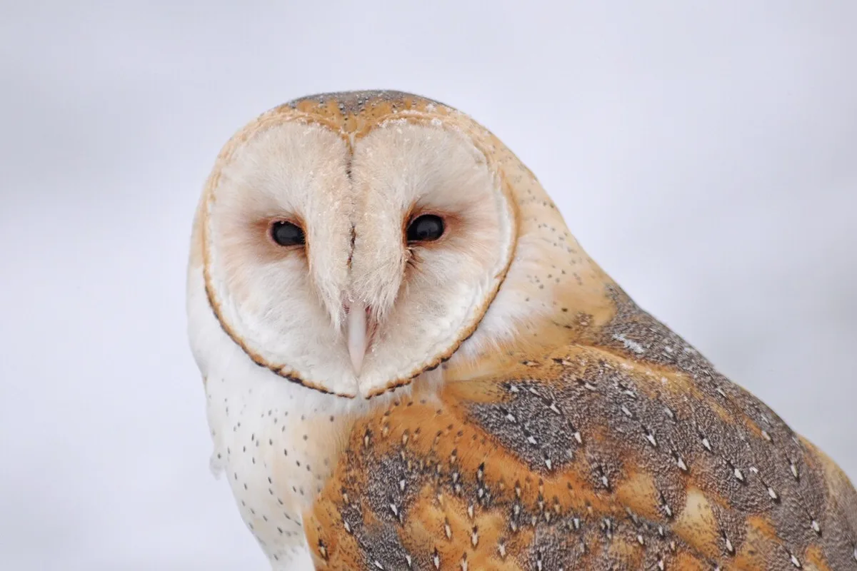 Barn Owl Family Nests in Manhattan, Draws Crowds