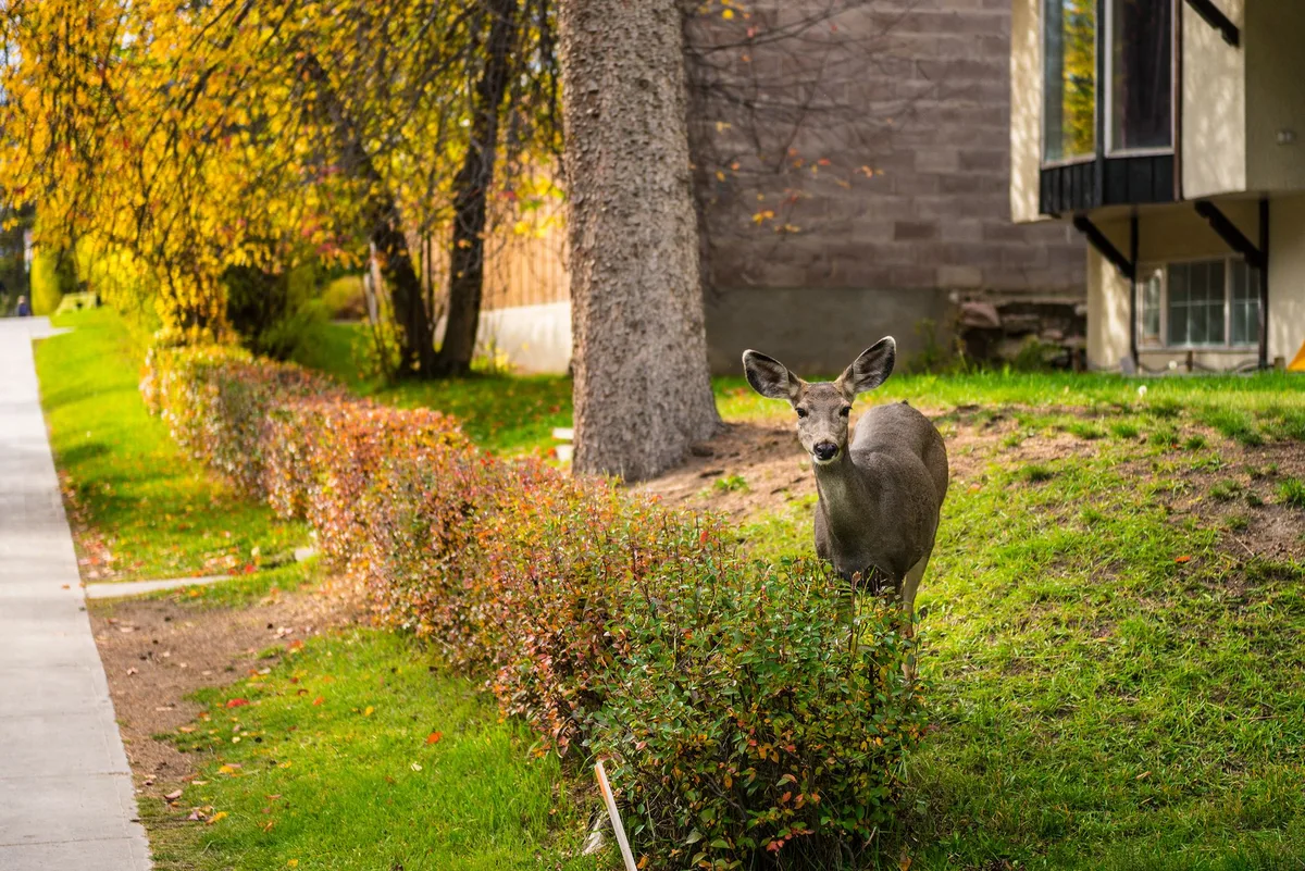 Deer Hits Woman, Crashes Through Winston-Salem Laundromat Window