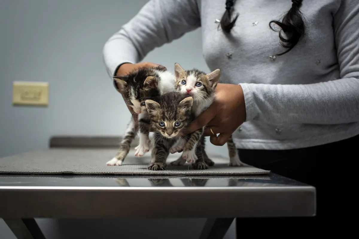 Florida Woman Arrested After Four Cats Buried Alive