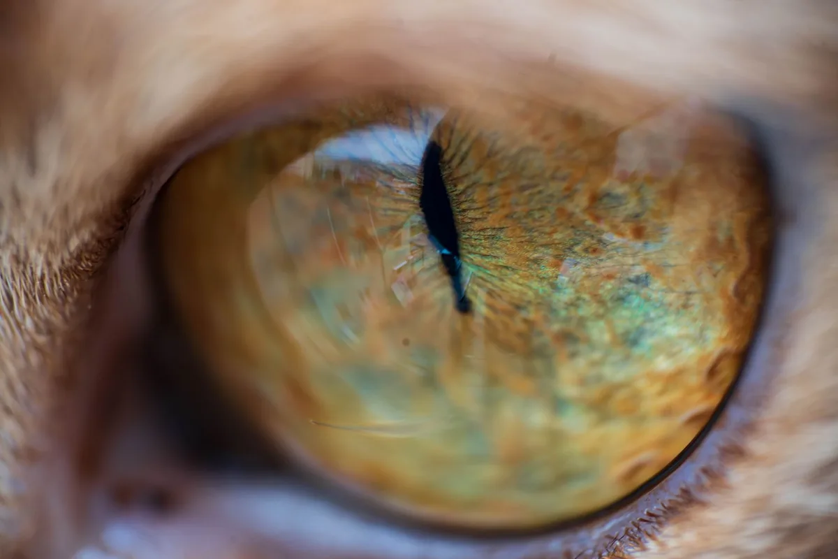 Animals live in sensory worlds humans cannot share