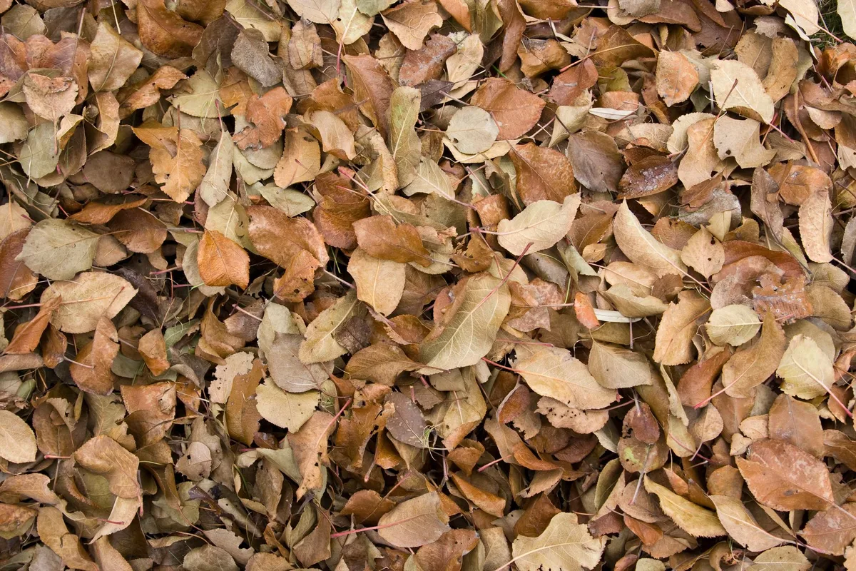 Gardeners Reuse Leaves, Preserve Winter Wildlife Habitat