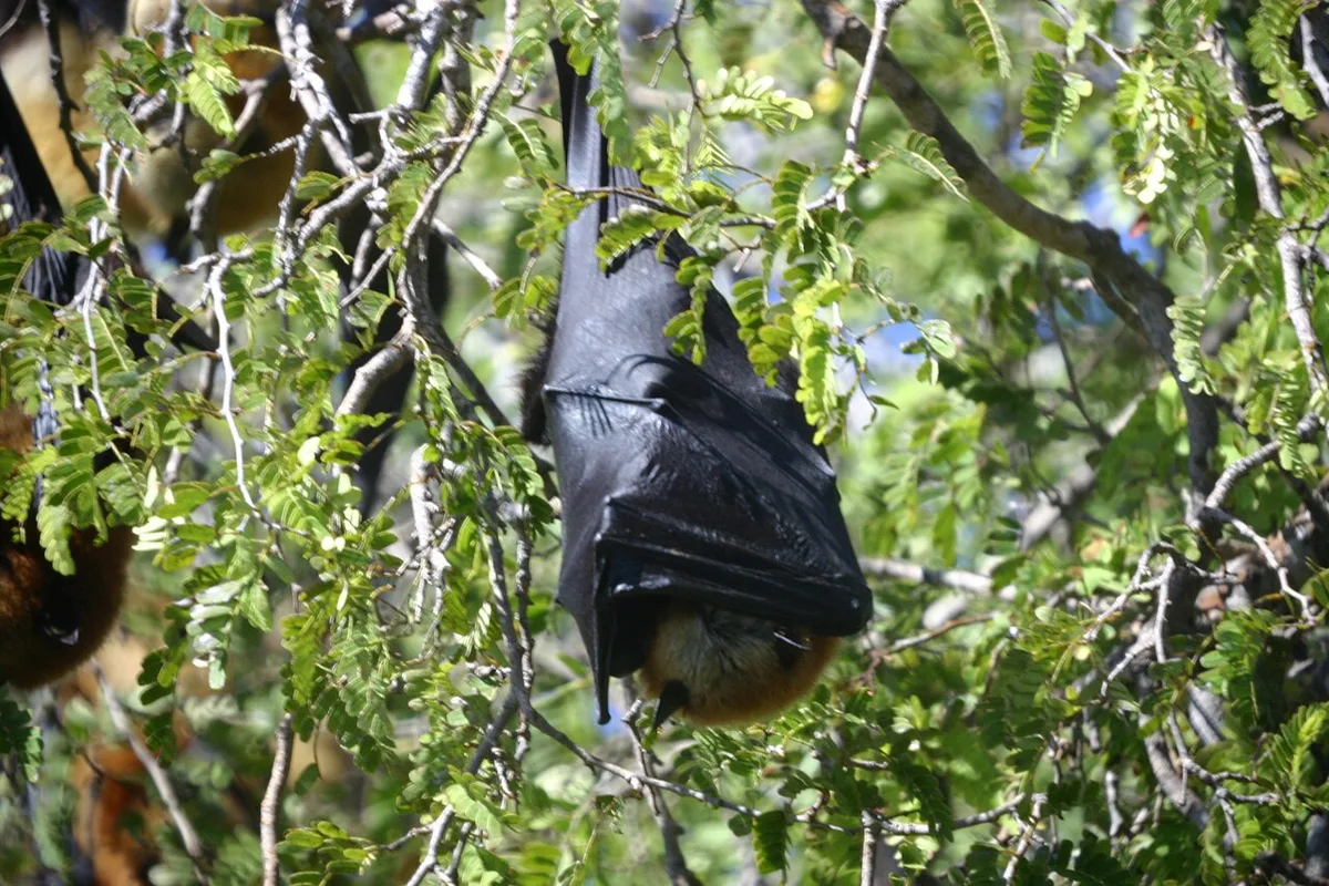 Study Links Hunting to Smaller Madagascar Flying Foxes
