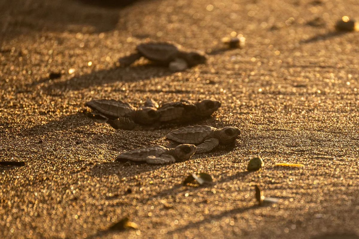 Mediterranean Warming Skews Loggerhead Hatchlings Female