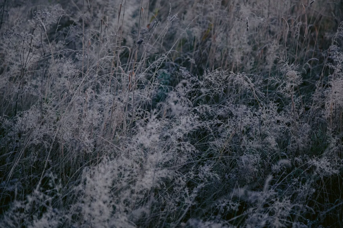 Omaha Braces for Weekend Frost, Possible Freeze
