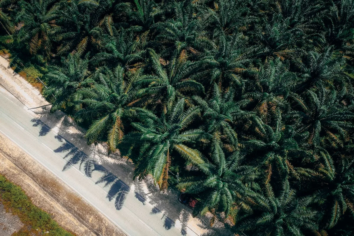 Nigeria Plans Over $220 Million Palm Oil Projects — IJR News