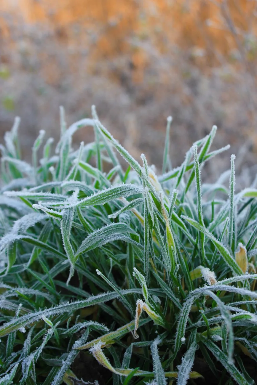 Weekend Frost Expected Across Ohio After Cold Front