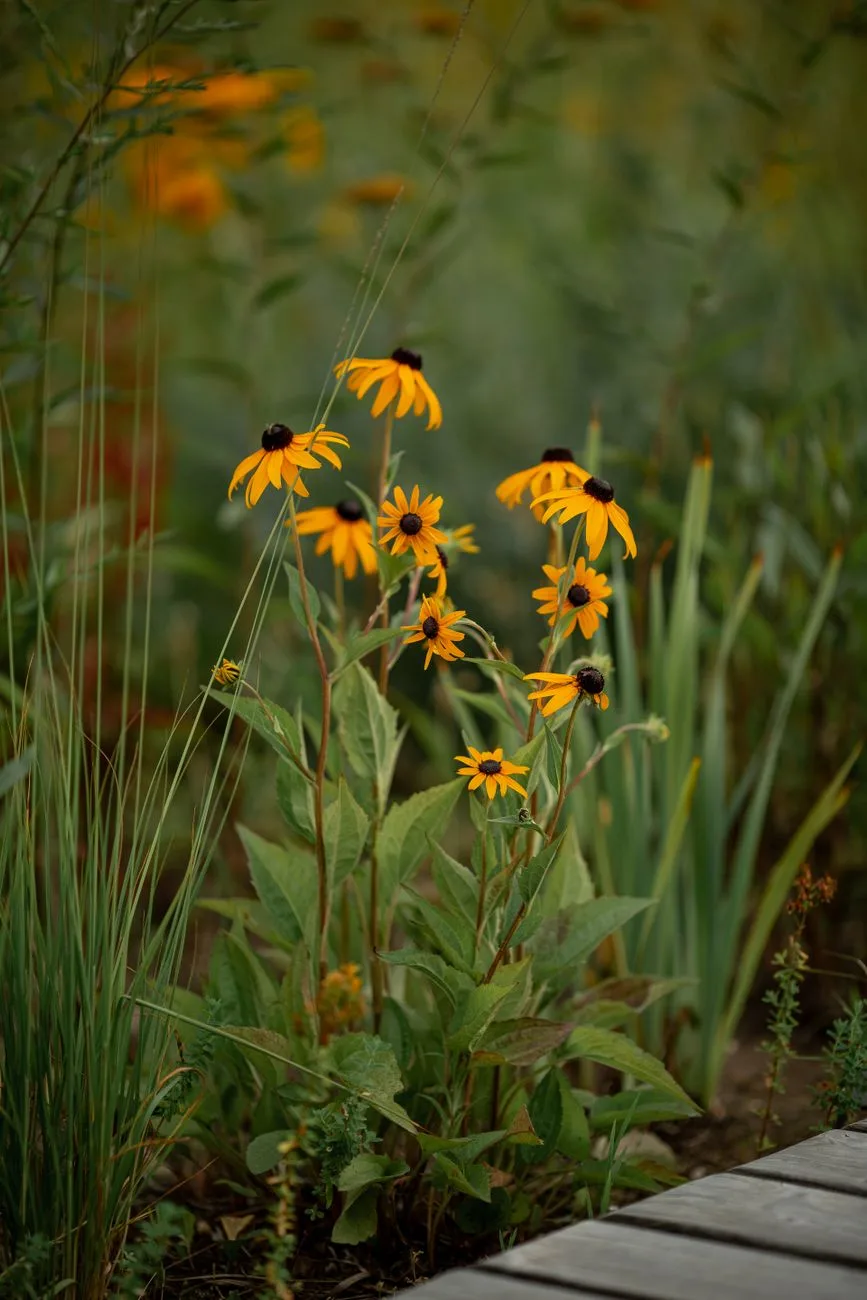 Gardening Coverage Highlights Native Plants, Drought Resilience