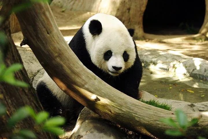 Two Giant Pandas Arrive in Atlanta as China Goodwill Gesture