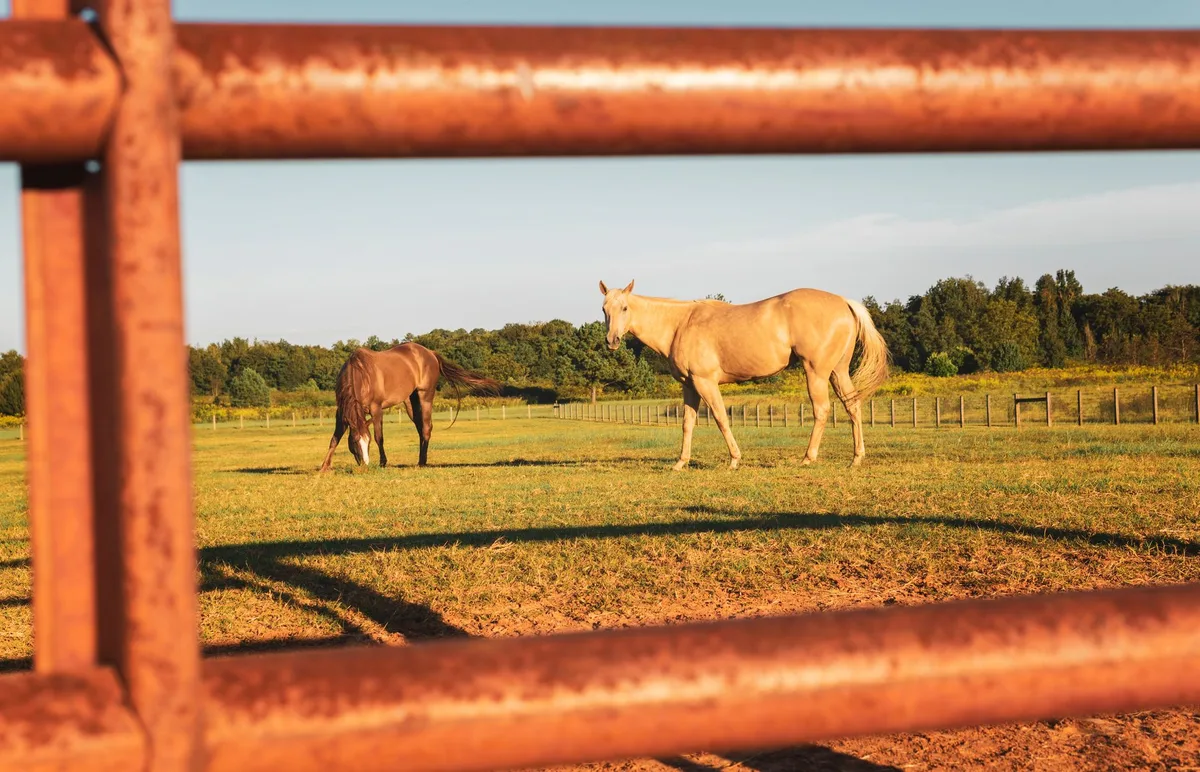 Kentucky Farm Visits Double Ahead of Breeders’ Cup