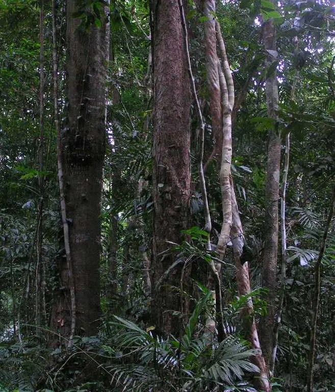 Trees share sugar, warnings, and water like a living community