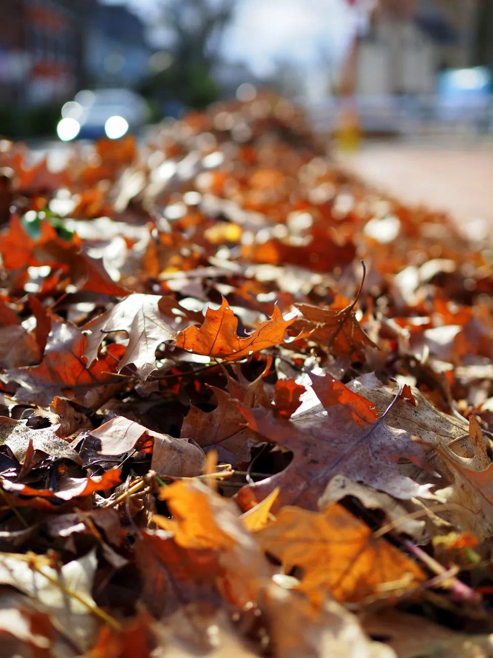 Cities Launch Fall 2026 Leaf Collection