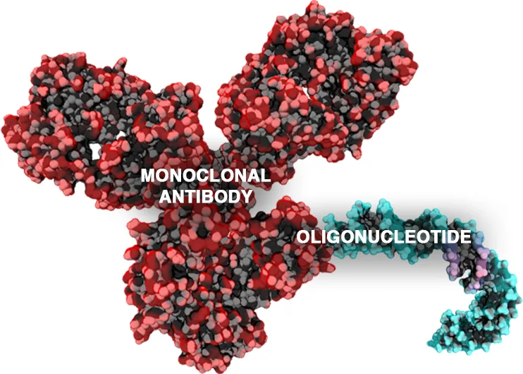 Genentech-DualityBio Global ADC Deal Over $1B