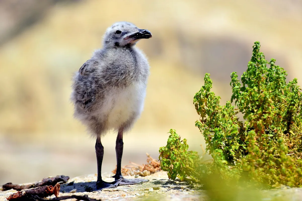 Hawaii Officials Urge Statewide Help for Seabirds